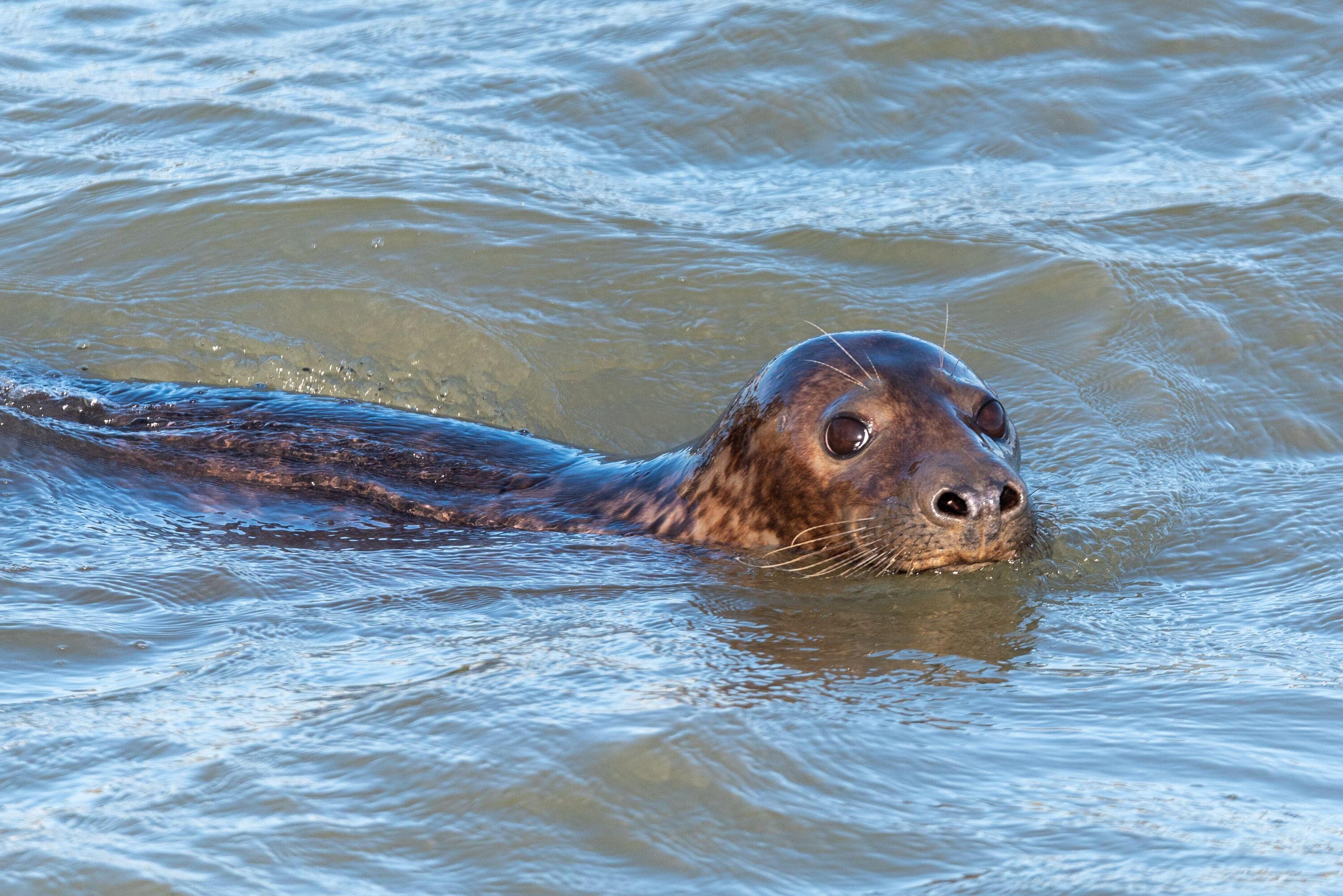 Seals in the River Thames might become the ‘new normal’