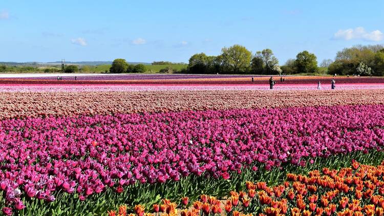 Tulip field norfolk