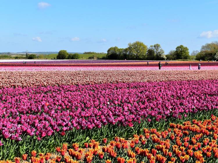 You can visit the actual tulip farm from the ‘Wicked’ movie