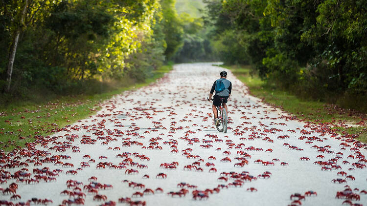 Man riding through crab migration