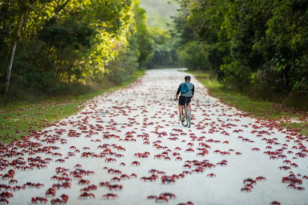 Man riding through crab migration
