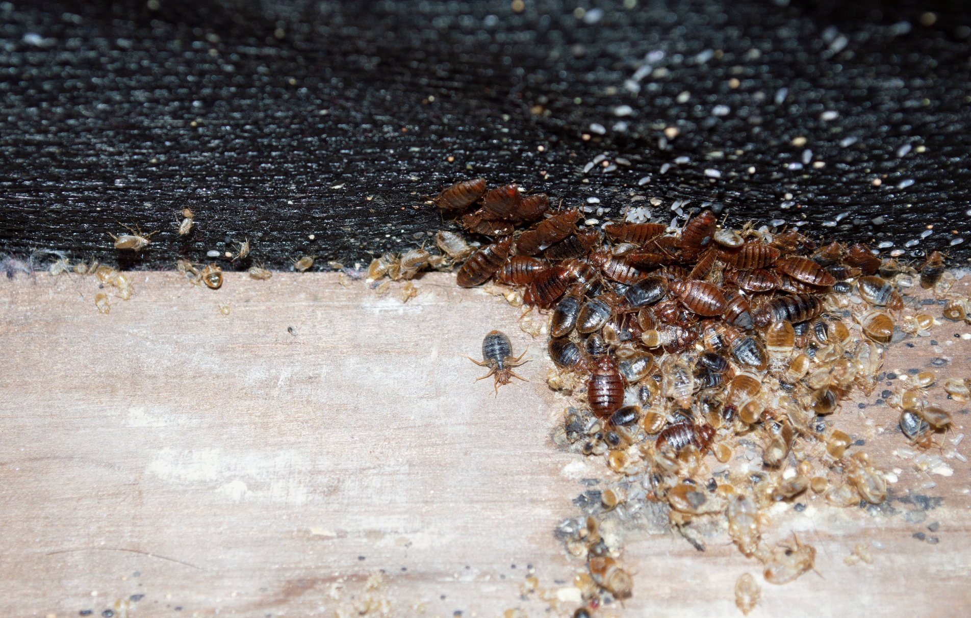 Your NY landlord is now required to tell you there are bedbugs in the building within 72 hours of discovery