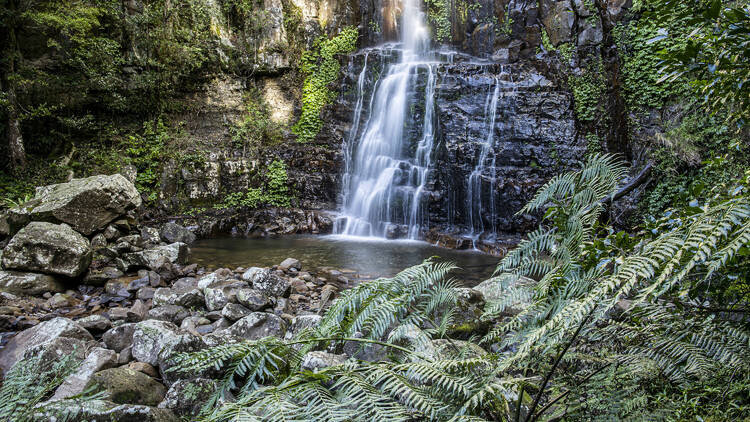 Minnamurra Rainforest Centre, NSW