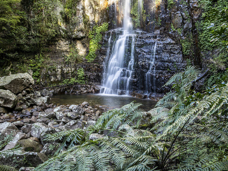 Minnamurra Rainforest Centre, NSW