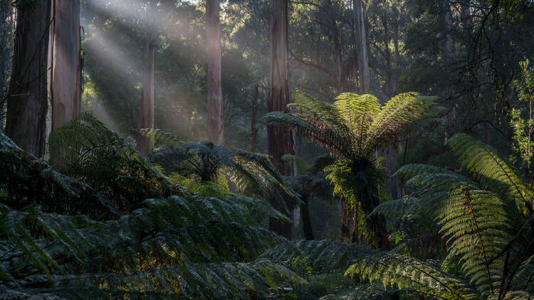 Dandenong Ranges National Park, VIC