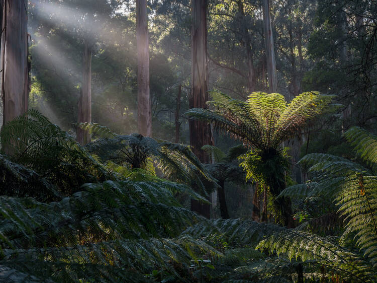 Dandenong Ranges National Park, VIC