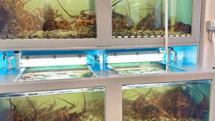 The seafood tank at Yummy Seafood Chinese Restaurant