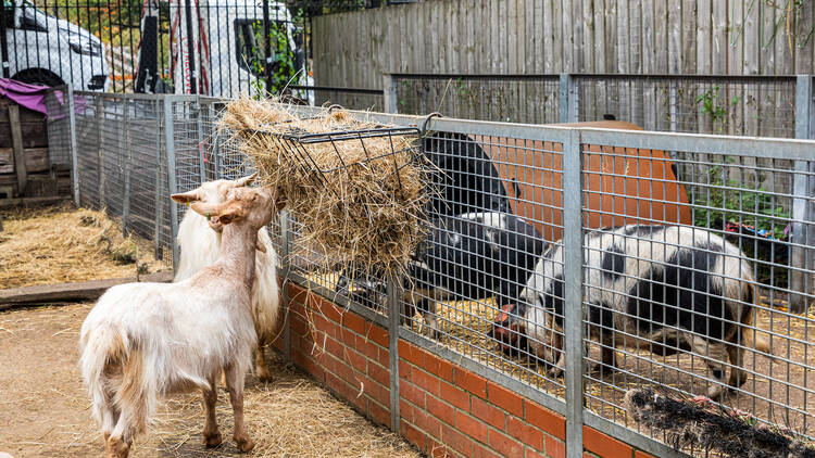 Vauxhall City Farm (Photograph: Steven Okonkwo for Time Out)