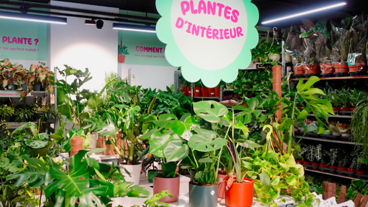 botiga plantes pour tous