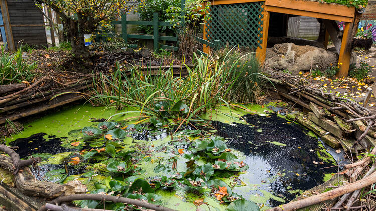 Vauxhall City Farm (Photograph: Laura Gallant for Time Out)