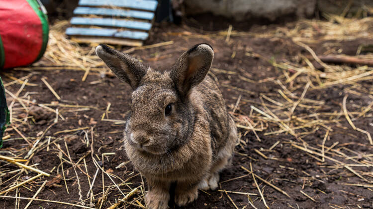 Vauxhall City Farm (Photograph: Laura Gallant for Time Out)