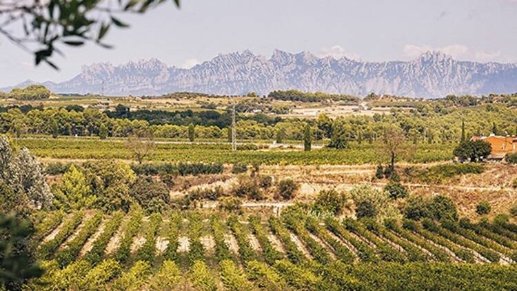 DO CAVA: L’ànima de la festa