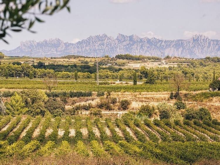 DO CAVA: L’ànima de la festa