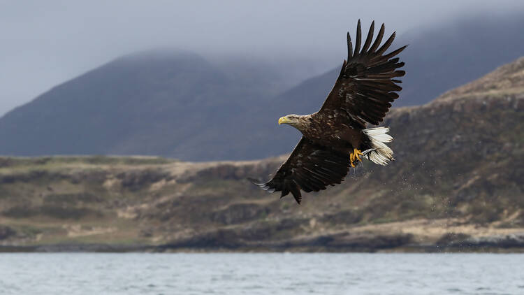 White-tailed sea eagle in Scotland