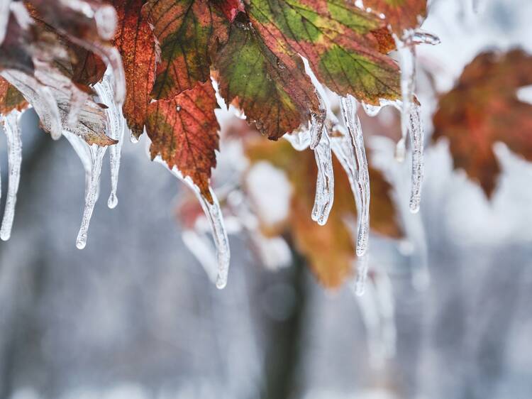 Montreal freezing rain warning issued for Tuesday with snowflakes in the mix