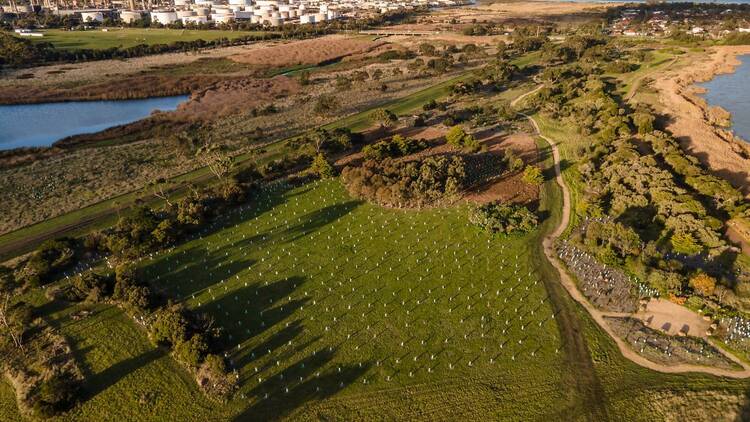 An aerial view of a field with rows of tree saplings planted. 