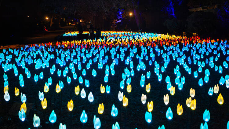 Enchanted at Descanso Gardens