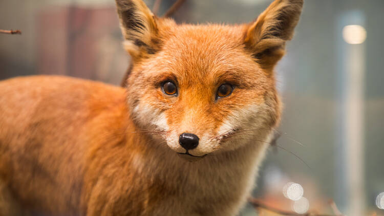 The Horniman Museum  (Photograph: Laura Gallant for Time Out)