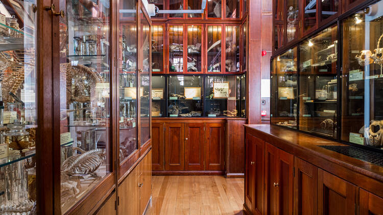 The Grant Museum of Zoology