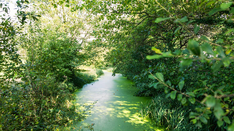 Walthamstow Wetlands