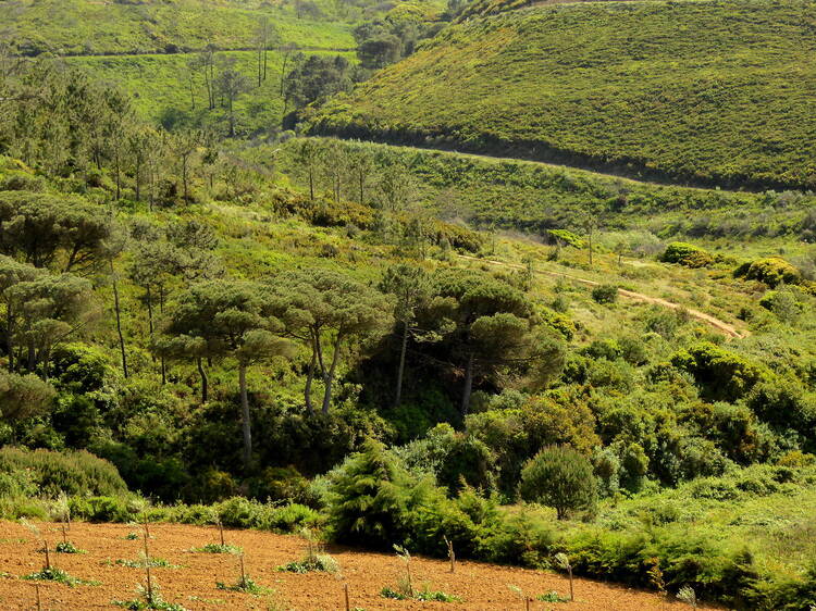 Entre a Praia da Vigia e o Vale do Falcão