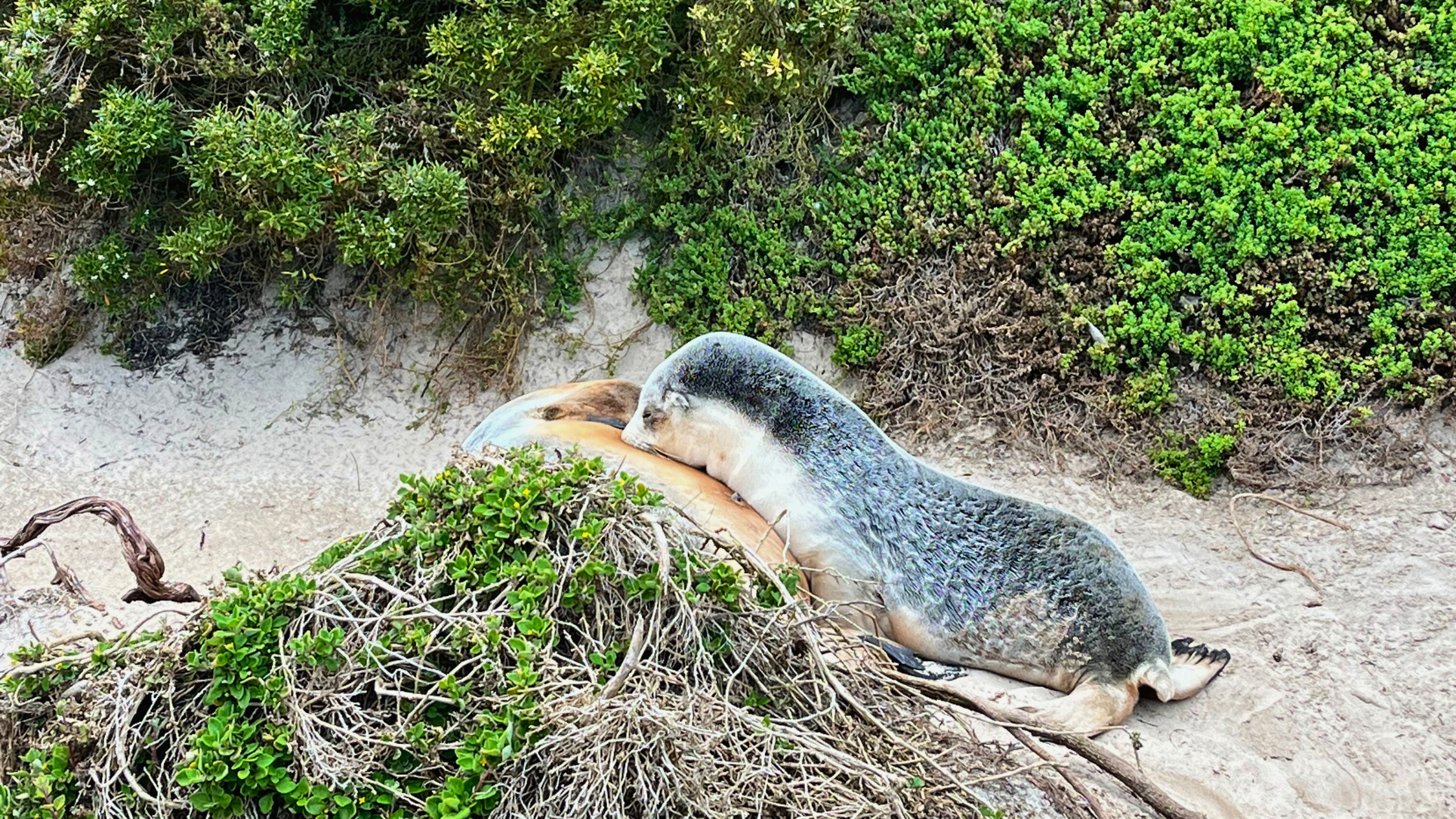 Seals cuddling on sand