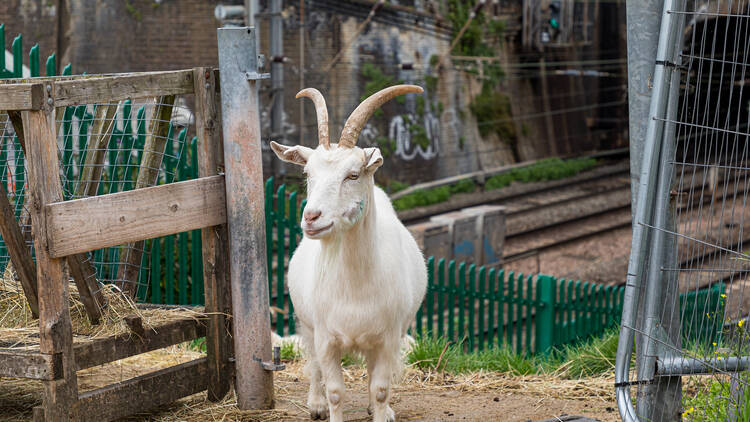 Kentish Town City Farm 