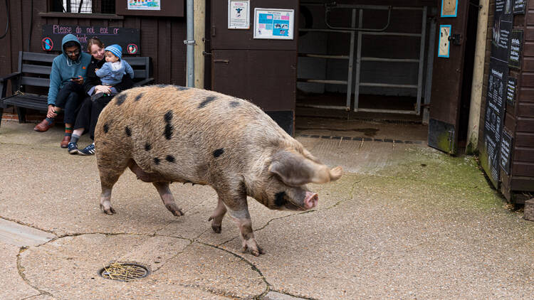 Kentish Town City Farm