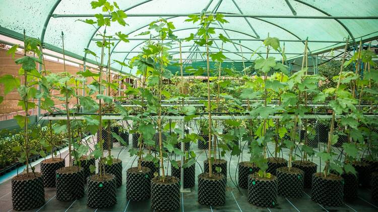 Rows of 'Trees of Hope' Sycamore Gap saplings growing at the National Trust Plant Conservation Centre