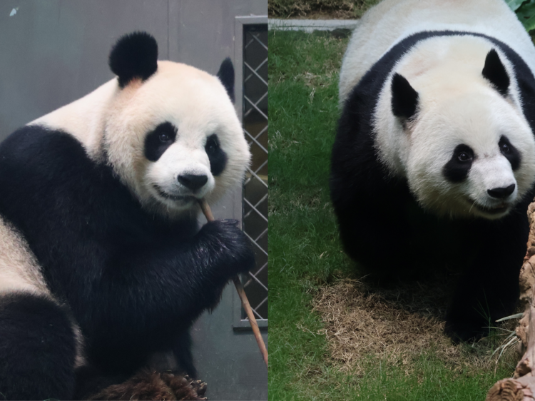 Hong Kong’s new pandas confirmed for public debut in early December