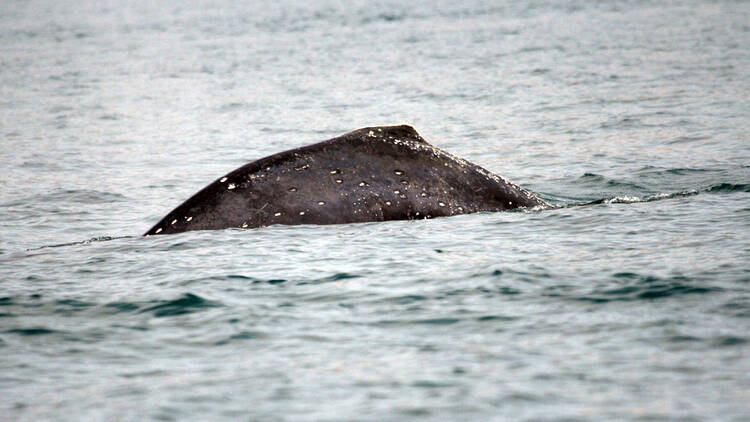 an endangered humpback whale in Hong Kong on March 17, 2009