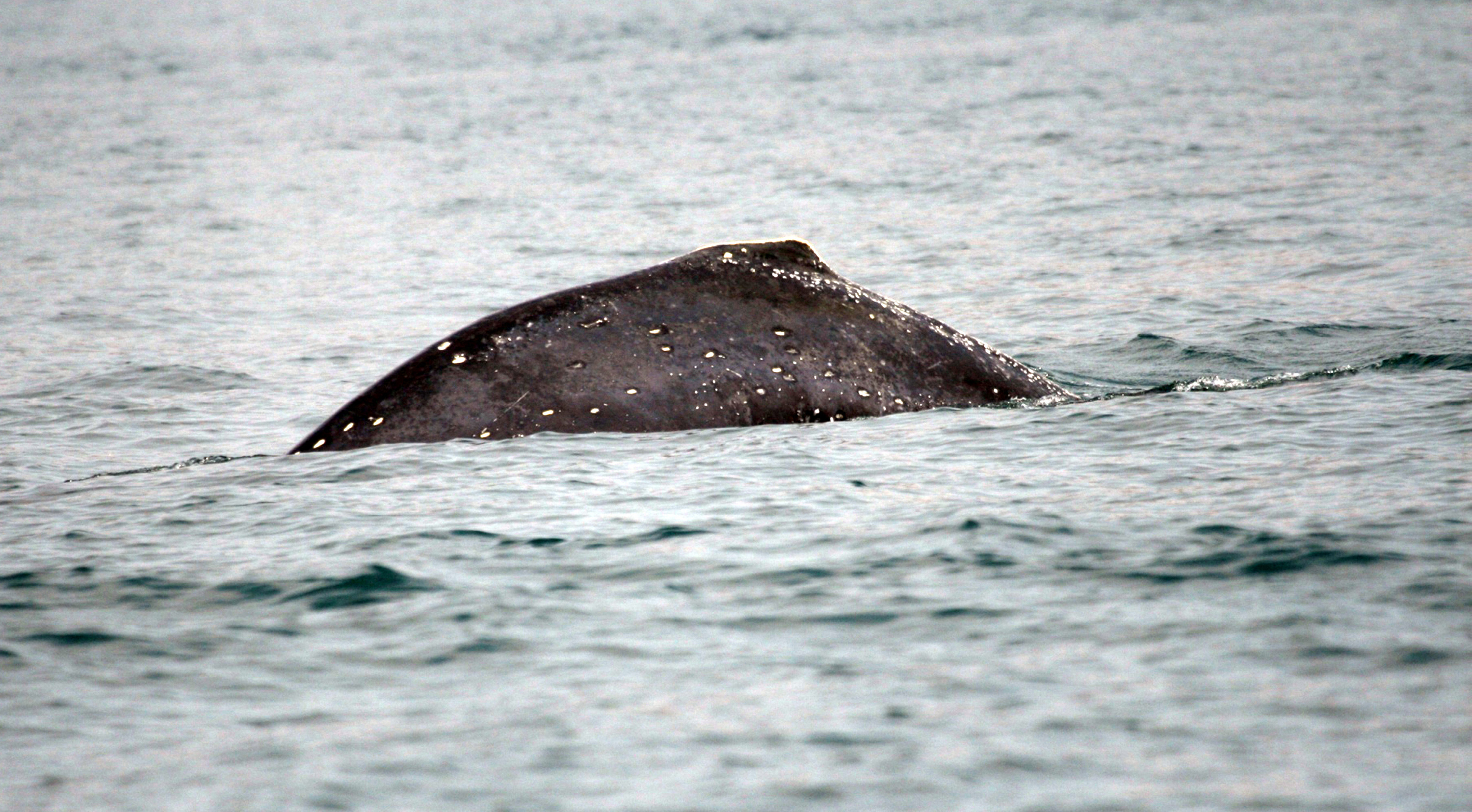 大澳擱淺鯨魚死亡漁護署進行解剖確定鯨魚死因回顧香港鯨魚出沒歷史