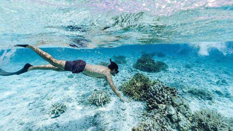 Snorkel with more than 500 fish species