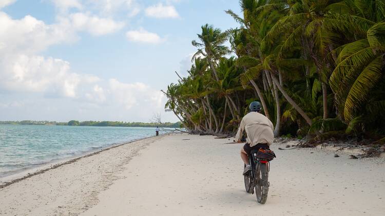 Ride through palm-fringed jungles