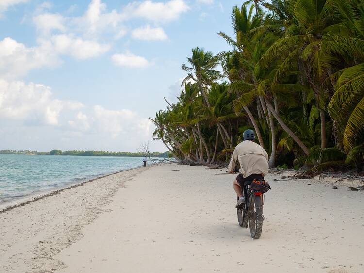 Ride through palm-fringed jungles