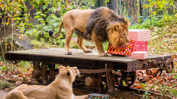 Meet Santa in the wild with the Magic of Christmas at London Zoo