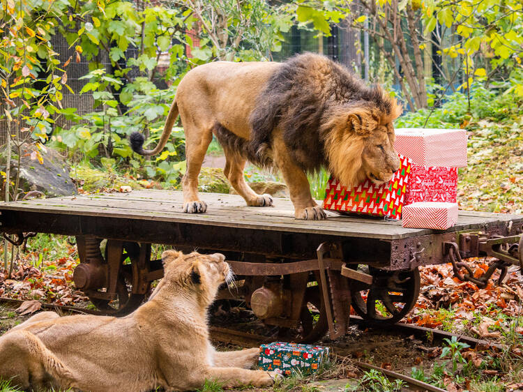 Meet Santa in the wild with the Magic of Christmas at London Zoo