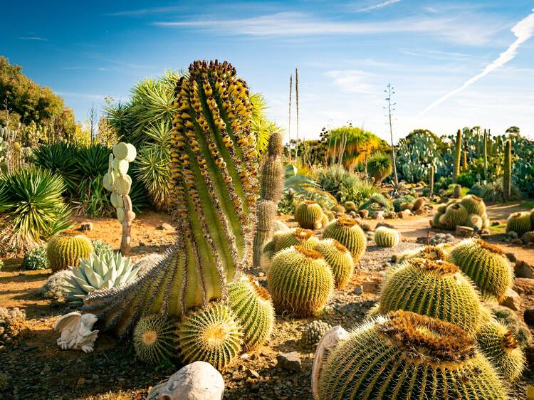 Giant cactus at Cactus Country.