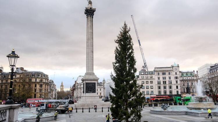 London Trafalgar Square Christmas tree 2024