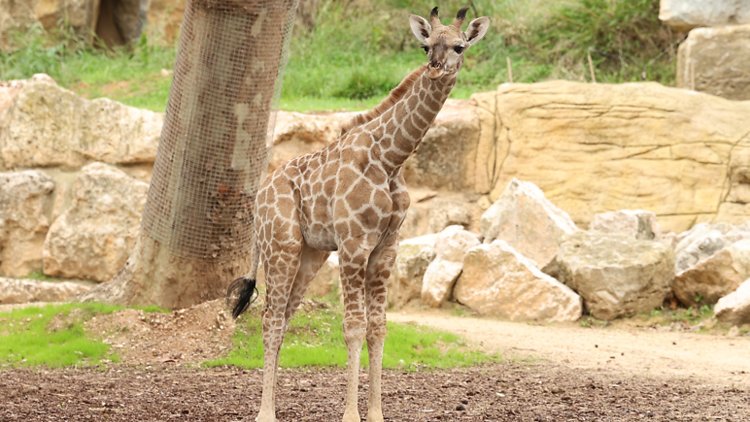 A nova girafa-de-Angola de Sete Rios