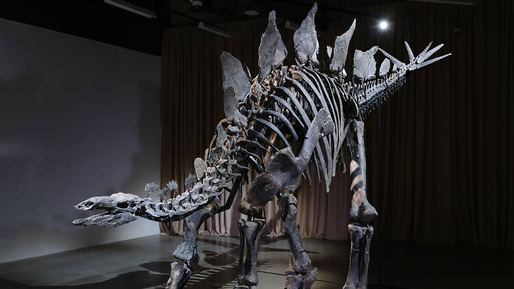 The Apex Stegosaurus on view in the American Museum of Natural History’s Richard Gilder Center for Science, Education, and Innovation