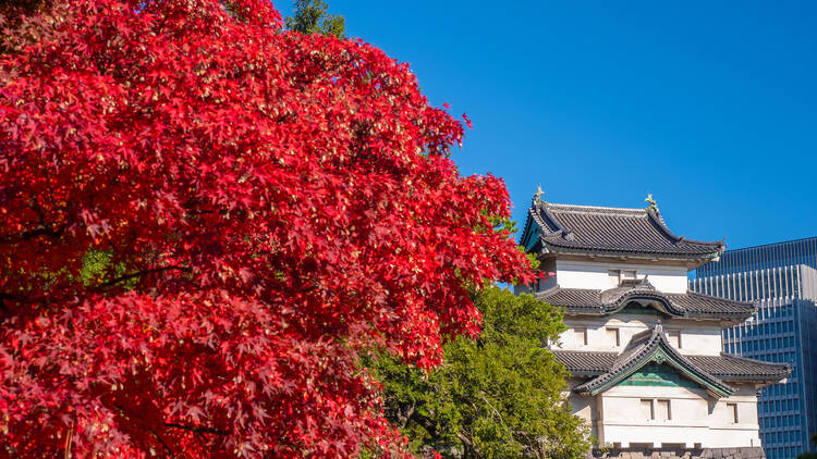 The Imperial Palace's picturesque Inui Street is open for a limited time so you can enjoy the autumn leaves