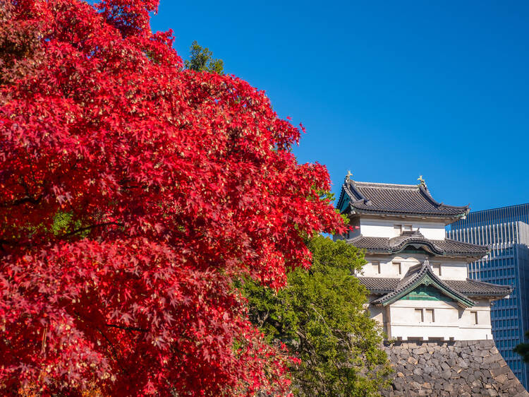 The Imperial Palace's picturesque Inui Street is open for a limited time so you can enjoy the autumn leaves