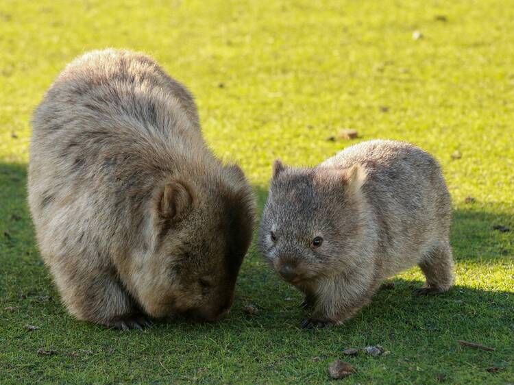 Maria Island, TAS