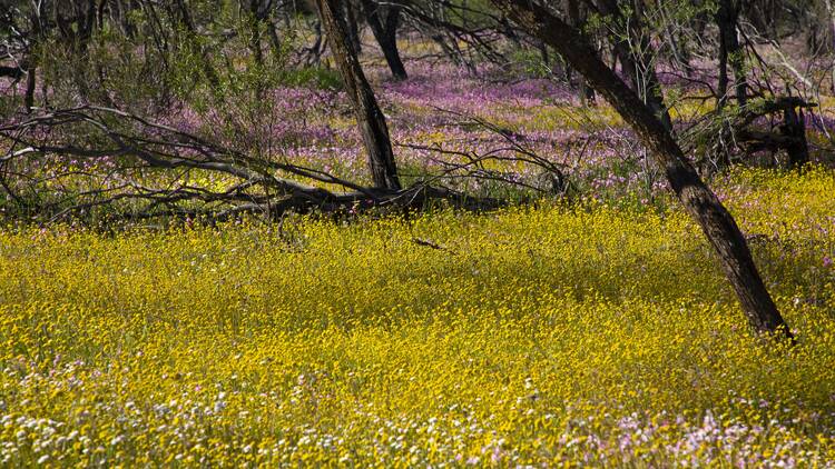 Spot wildflowers