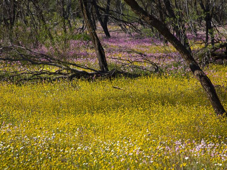 Spot wildflowers