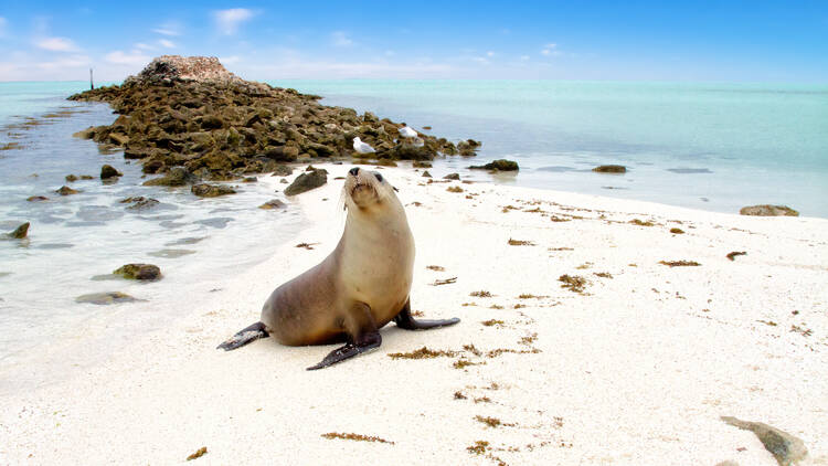 Day trip to the Abrolhos Islands