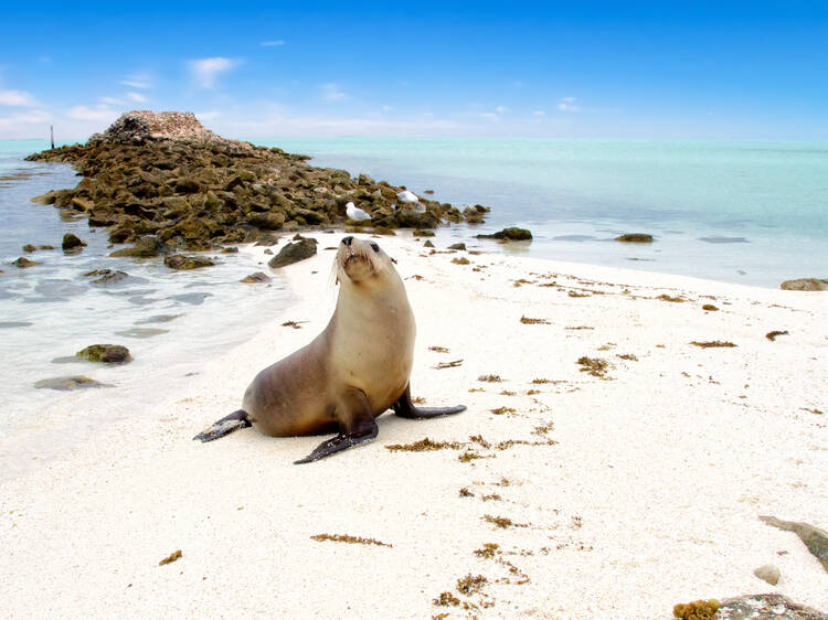 Day trip to the Abrolhos Islands