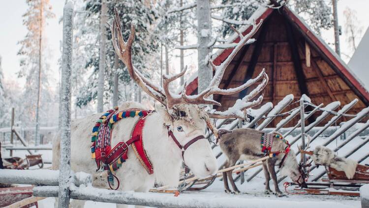 Reindeer in Lapland