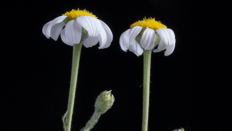 Flora Humilis (Real Jardín Botánico).